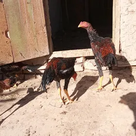 horaz