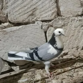 kepderi