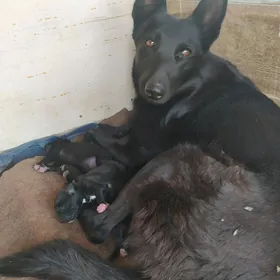 Авчарка чорны