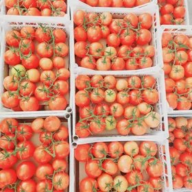 Parnige iṣgar gerek