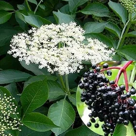 Бузина чёрная