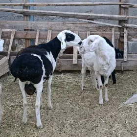 Goç