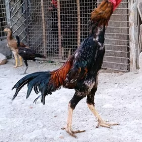 Daşkent horaz
