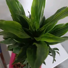 Драцена душистая