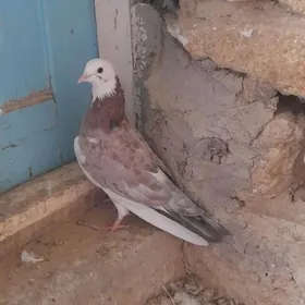 kepderi