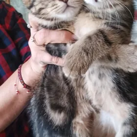 котята