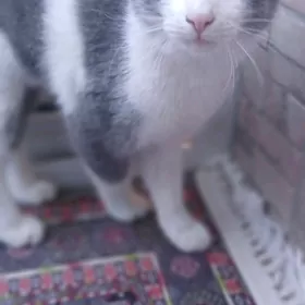 кошка  pişik