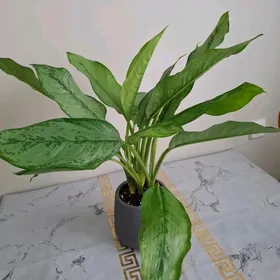 gul комнатные растения