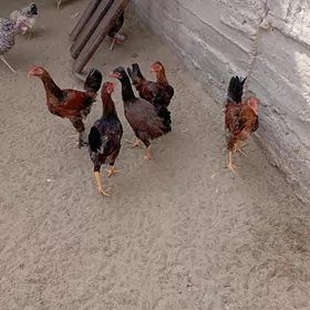 horaz