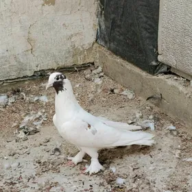 kepderi