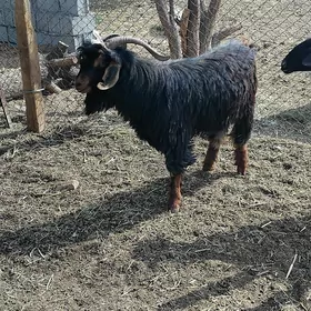 Teke ve gysyr goýun