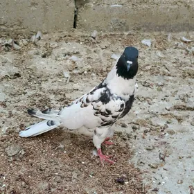 kepderi