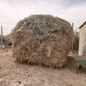 Ÿorunja guradylyp basylan