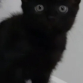 отдам котенка