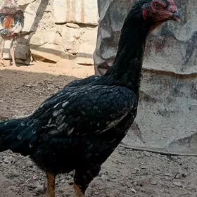 Taşkent