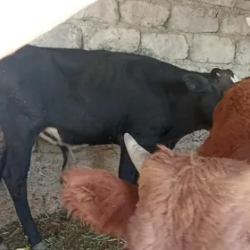 öküzçe tüwe öküz göle