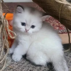 шотландские котята