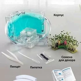 муравьиная ферма