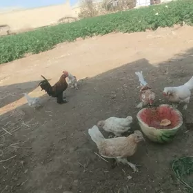 karlık