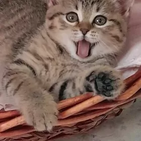 Шотландские шиншиллы