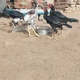 байцовы жуйже