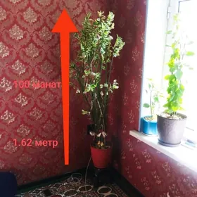 домашние цветы