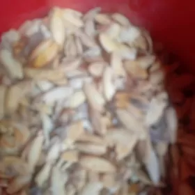 injir gawun