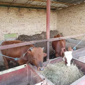 СЕМИЗ ОКУЗ ВЕ УНАЖЫН