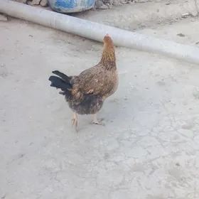 товук кучин