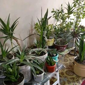 домашние цветы