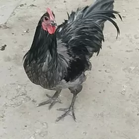 жерси авсролорп