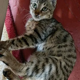 Котёнок мальчик