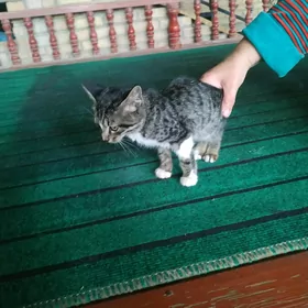кошка