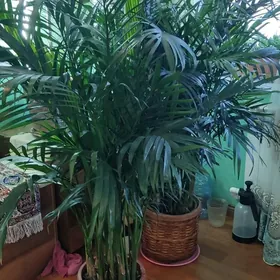 Палама Арека 180см