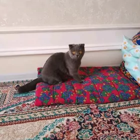 Шотландские Кошки