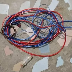 Tulpan boçkaň simleri