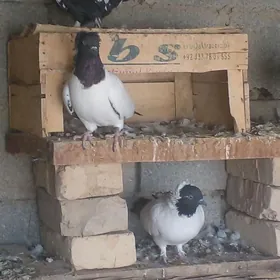 манах  кепдери