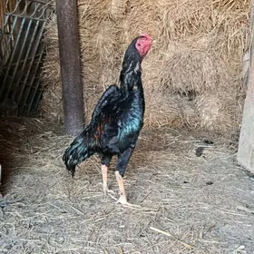 HORAZ