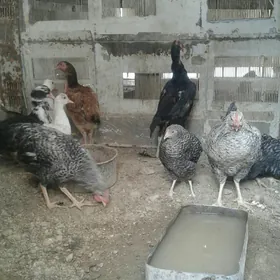 taşkent