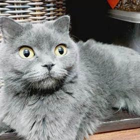 Шотландская кошка