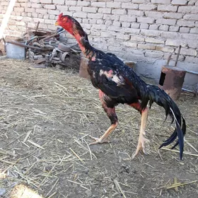 OZBEK QOQAN HORAZ
