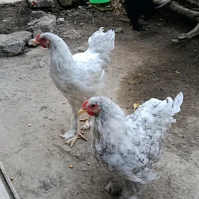 brama horazlar