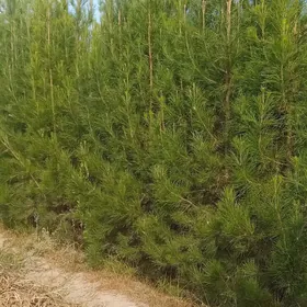 baglar we nahallar