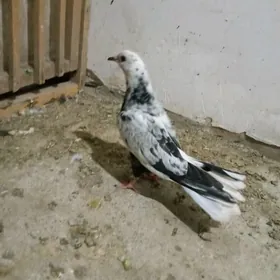 kepderi
