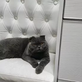 вислоухая кошечка чистокровная