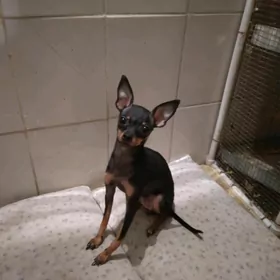 продам тойтерьера