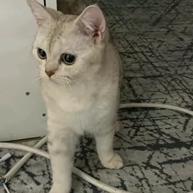 şotlan şinşila paroda pisik