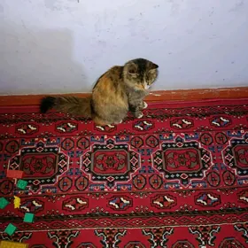 кошка пищик