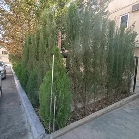 Satlyk 30 mkr 2 komnat 1 etaz