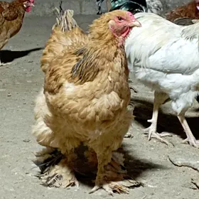 towuk brama